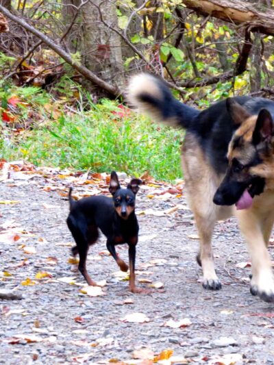 Dog Obedience Group - Boarding, Training, Daycare - Wurtsboro, NY