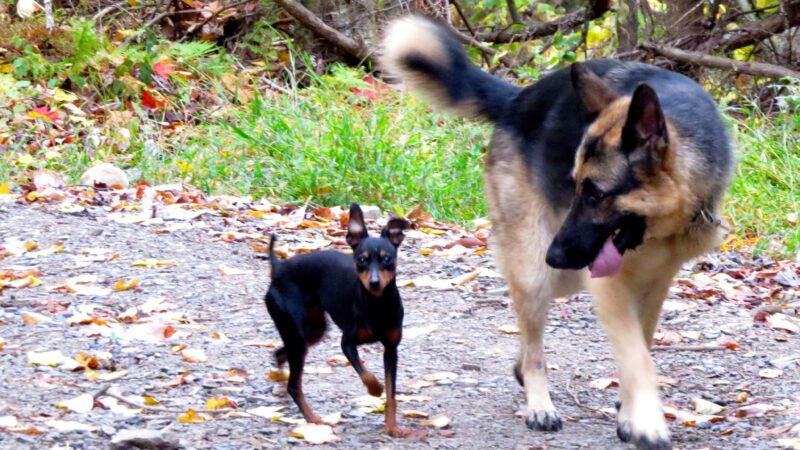 Dog Obedience Group - Boarding, Training, Daycare - Wurtsboro, NY