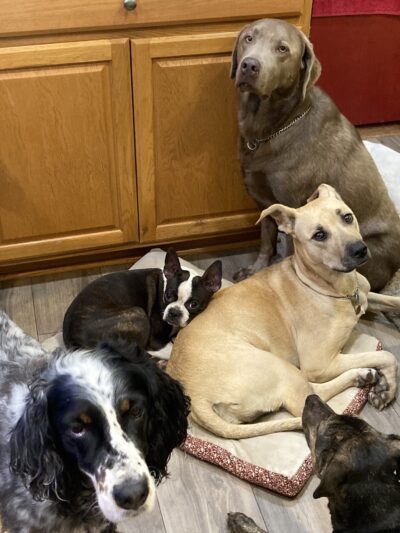 Dog Obedience Group - Boarding, Training, Daycare - Wurtsboro, NY