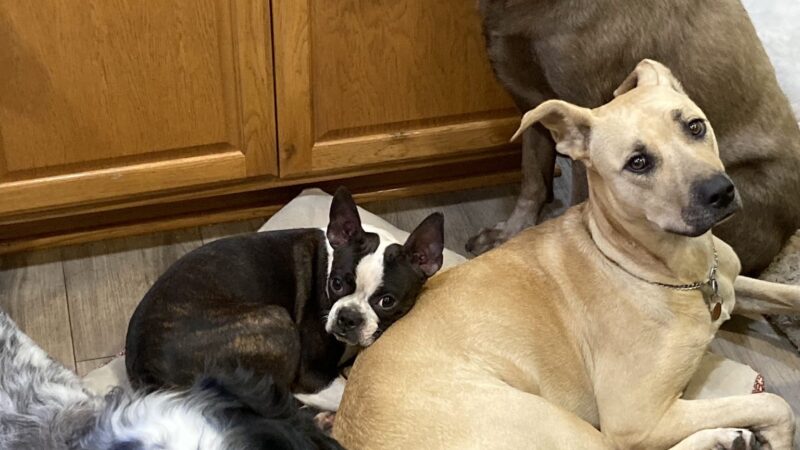 Dog Obedience Group - Boarding, Training, Daycare - Wurtsboro, NY