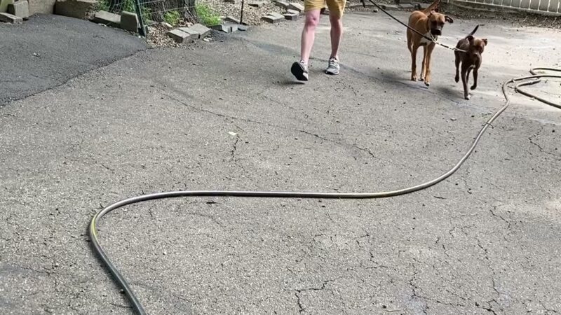 Dog Obedience Group - Boarding, Training, Daycare - Wurtsboro, NY