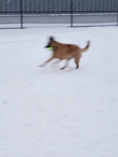 Wyandotte Dog Park - Wyandotte, MI
