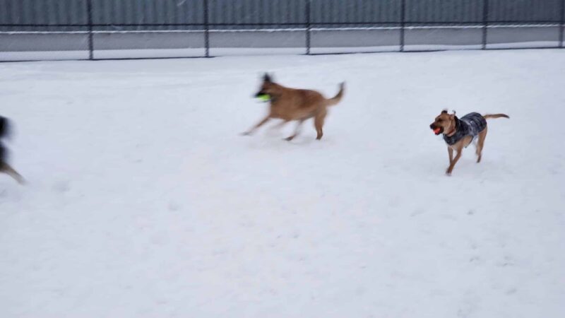 Wyandotte Dog Park - Wyandotte, MI