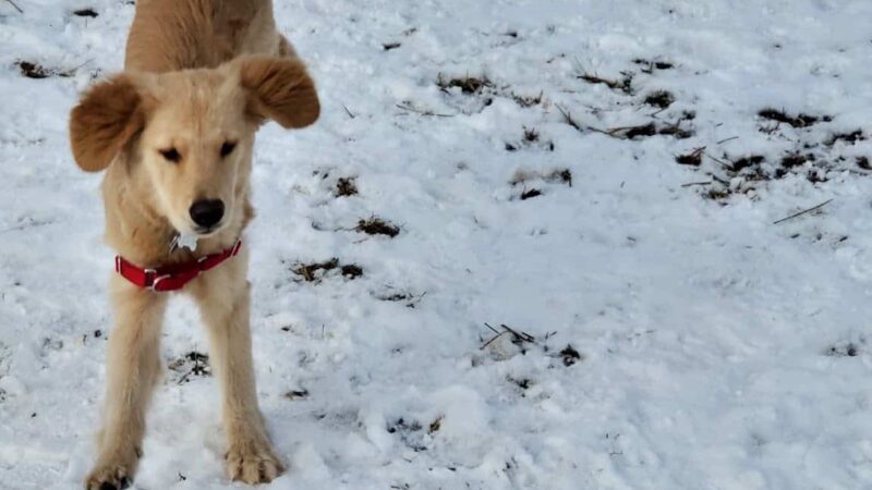 Wyandotte Dog Park - Wyandotte, MI