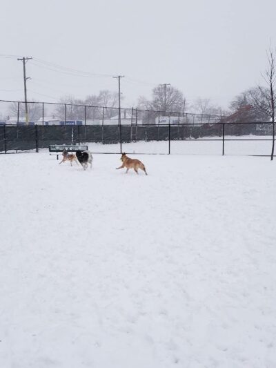 Wyandotte Dog Park - Wyandotte, MI