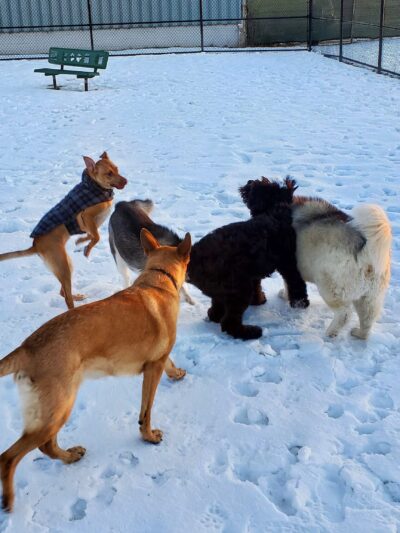 Wyandotte Dog Park - Wyandotte, MI