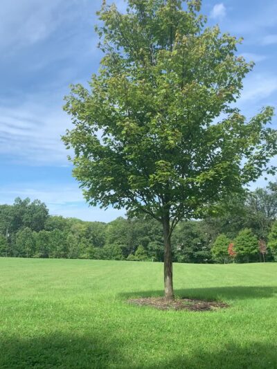 Russell Farms Community Park - Wyckoff, NJ