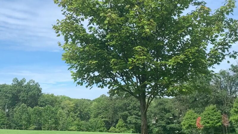 Russell Farms Community Park - Wyckoff, NJ