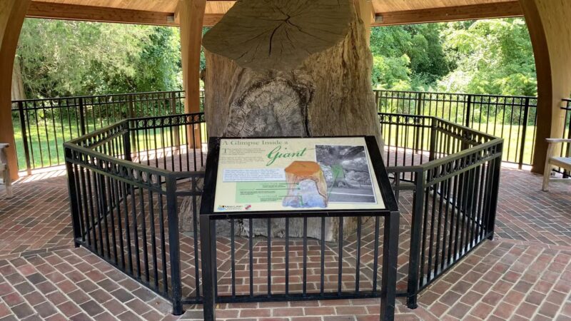 Wye Oak State Park - Wye Mills, MD