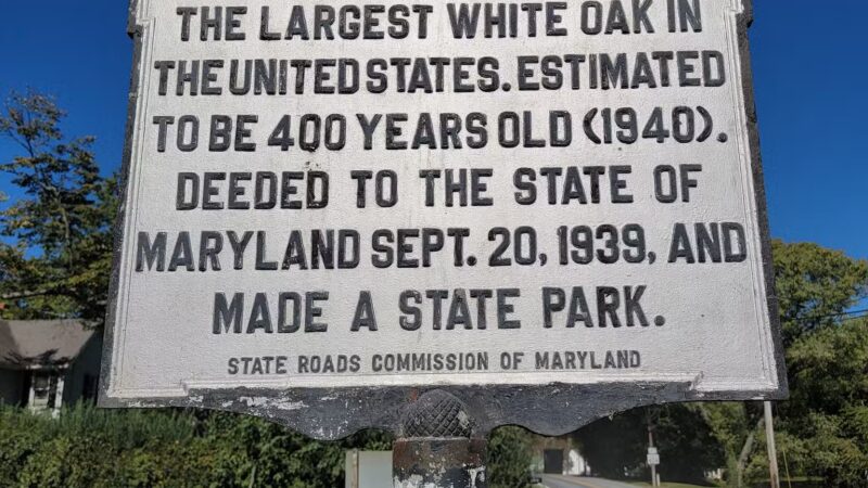 Wye Oak State Park - Wye Mills, MD