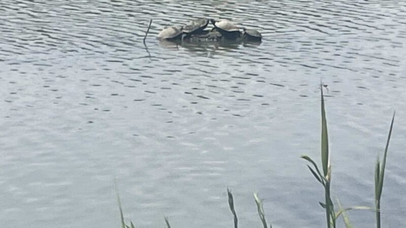 Creek Crossing Park - Wylie, TX