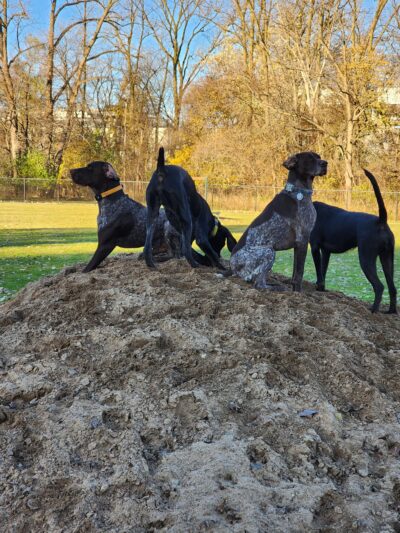Wyoming Dog Park - Wyoming, MI