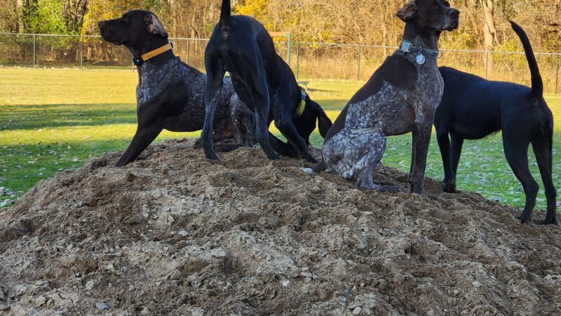 Wyoming Dog Park - Wyoming, MI
