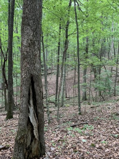 Crystal Springs Recreation Area - Wytheville, VA