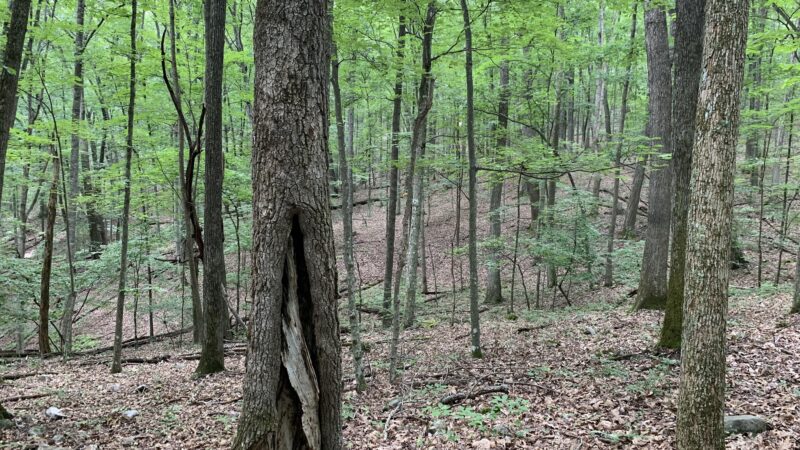 Crystal Springs Recreation Area - Wytheville, VA