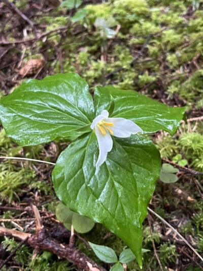 Starr Creek Reservoir - Yachats, OR