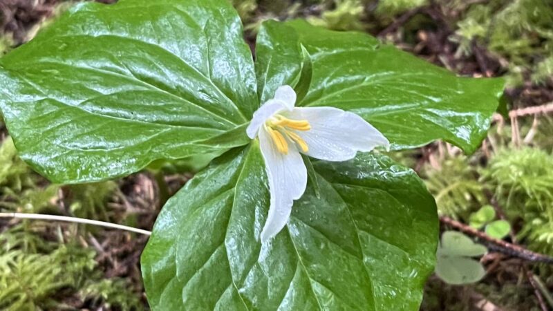 Starr Creek Reservoir - Yachats, OR