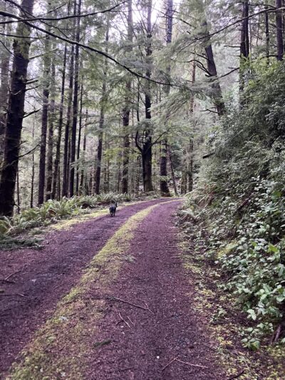 Starr Creek Reservoir - Yachats, OR