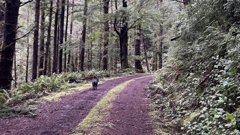 Starr Creek Reservoir - Yachats, OR