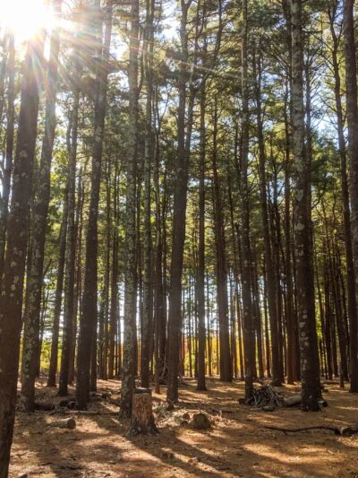 Southaven County Park - Yaphank, NY