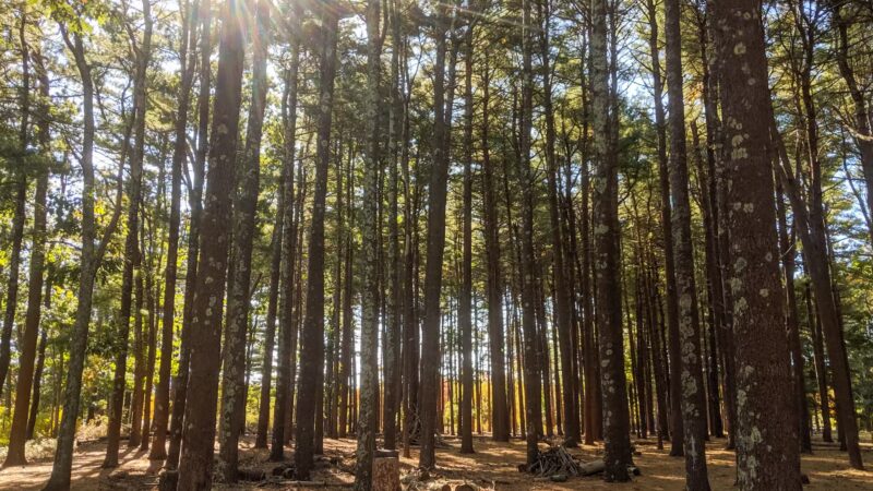 Southaven County Park - Yaphank, NY
