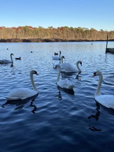 Southaven County Park - Yaphank, NY