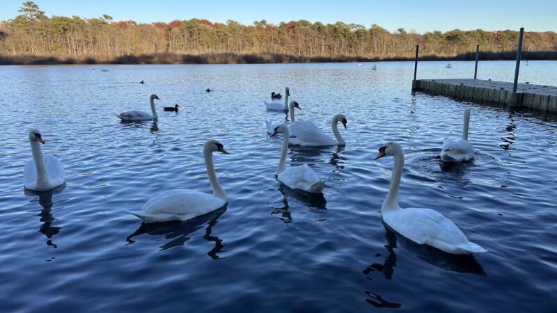 Southaven County Park - Yaphank, NY