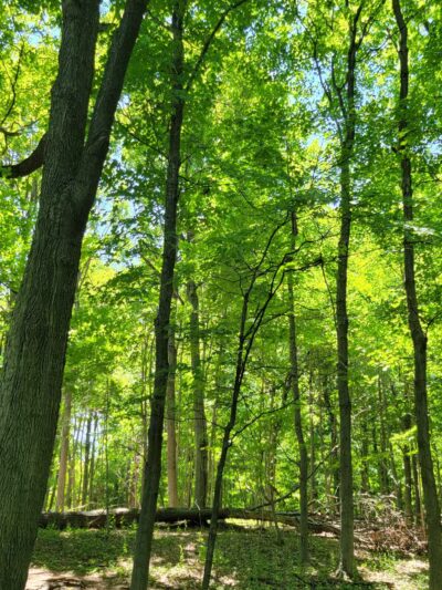 Anthony O'Boyle Memorial Park - Yonkers, NY