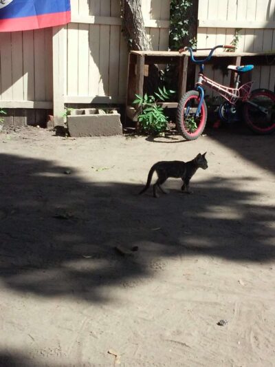 Ravine Park - Yonkers, NY