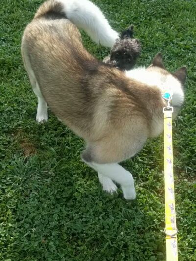 Scout Field - Yonkers, NY