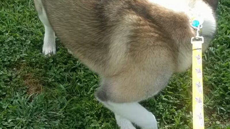 Scout Field - Yonkers, NY