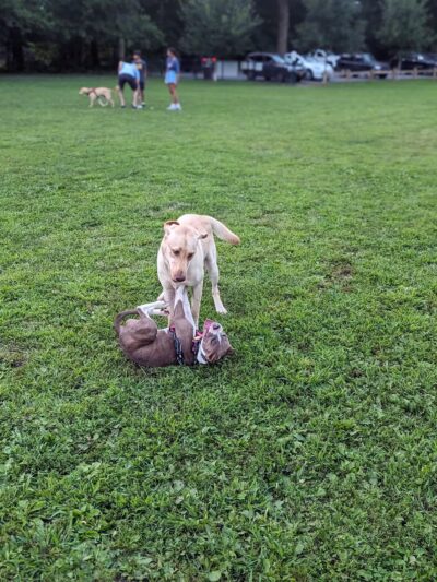 Scout Field - Yonkers, NY
