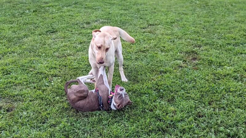 Scout Field - Yonkers, NY