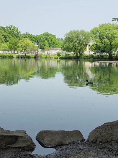 Tibbetts Brook Park - Yonkers, NY
