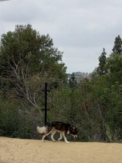 Checkers Dog Park - Yorba Linda, CA