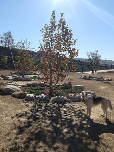 Checkers Dog Park - Yorba Linda, CA