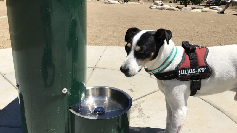 Checkers Dog Park - Yorba Linda, CA