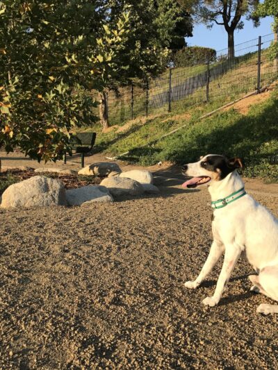 Checkers Dog Park - Yorba Linda, CA