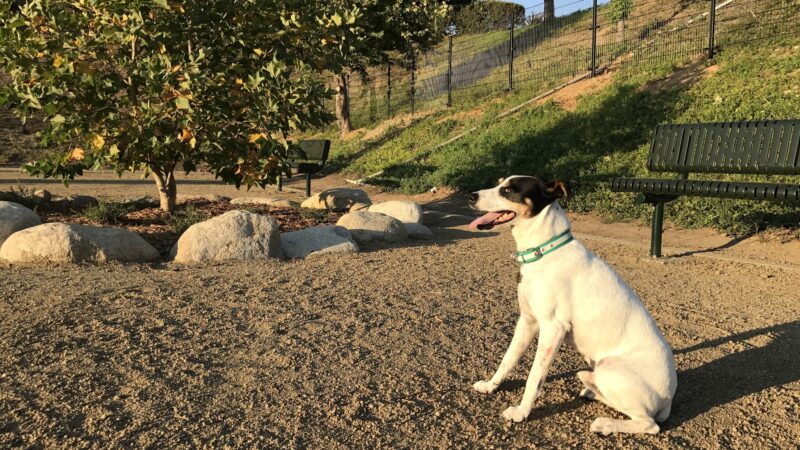 Checkers Dog Park - Yorba Linda, CA
