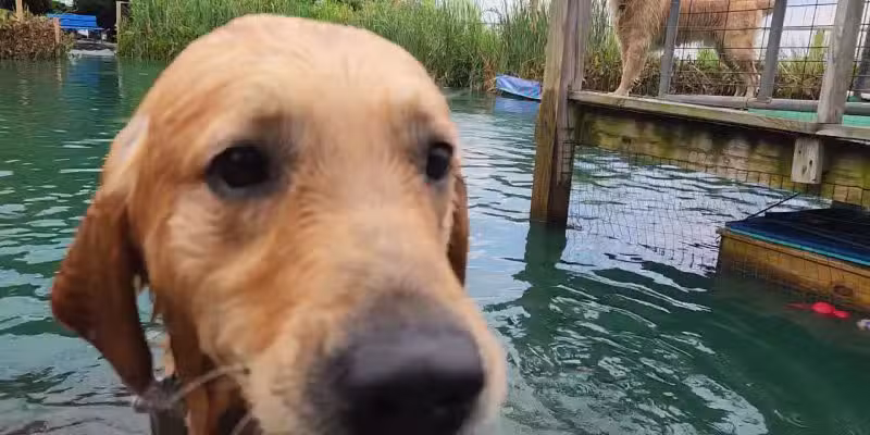 Barkby Plungers - York, PA