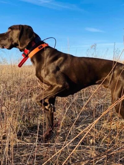Quill Feather Farm - York Springs, PA
