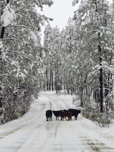 Sawmill Flats Campground - Young, AZ