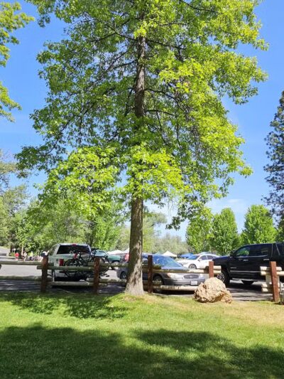 Greenhorn Park Reservoir Trail - Yreka, CA