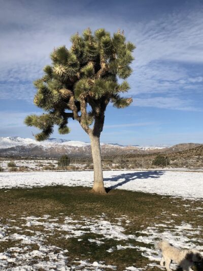 Dog Park - Yucca Valley, CA