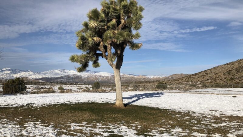 Dog Park - Yucca Valley, CA
