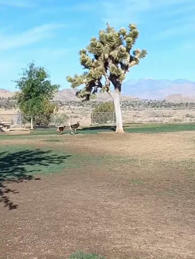 Dog Park - Yucca Valley, CA