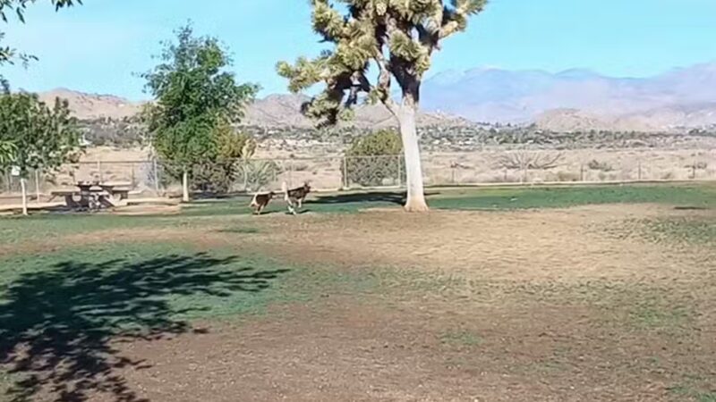 Dog Park - Yucca Valley, CA