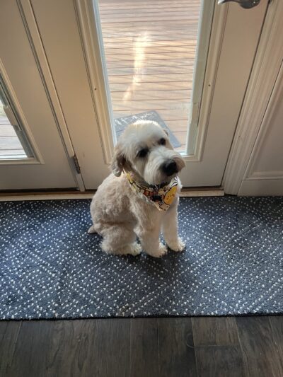 Zoomin Groomin - ,