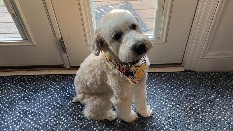 Zoomin Groomin - ,