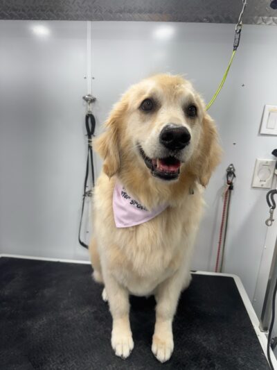 Zoomin Groomin - ,